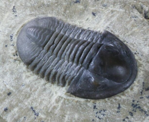 Gerastos Trilobite - Jorf, Morocco #45306